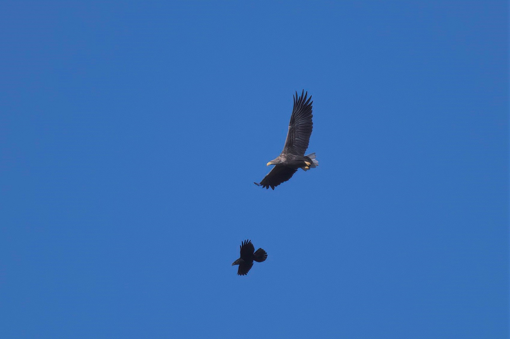 White-tailed Eagle